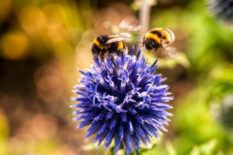 Wspaniały Świat Pszczół Murarek: Jak Wybrać Idealny Domek?
